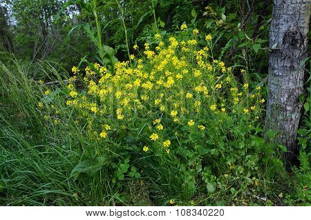 Wintercress Flowers
