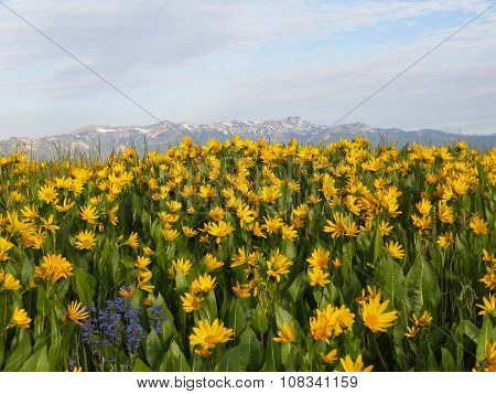 Bright field of many yellow flowers in front of mountains