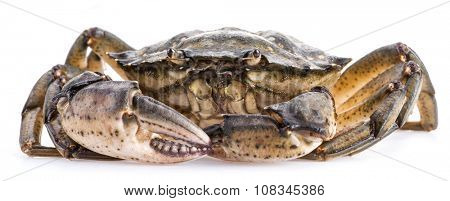 Carcinus maenas -edible alive crab isolated on a white background.