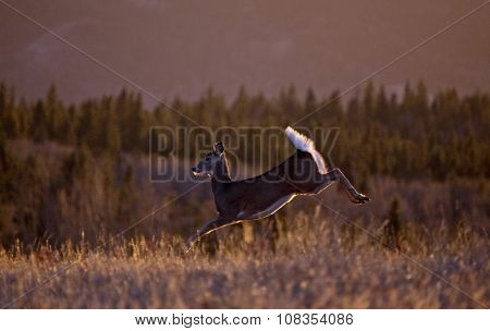 Cypress Hills Sunset Deer