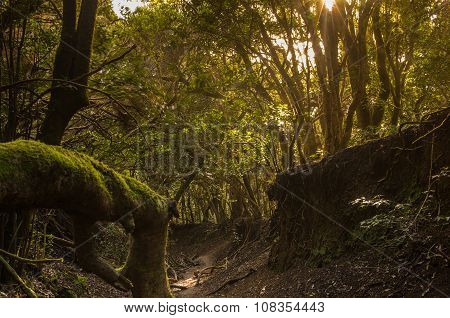 Laurel Forest