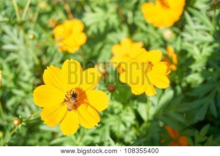 Bee Collect Pollen From Yellow Flower