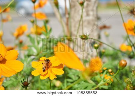 Bee Collect Pollen From Yellow Flower