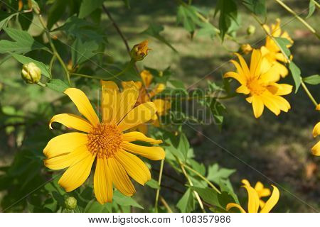 Tree Marigold Bloom In Garden