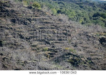 the heroic agriculture of sicilian terraced slopes where they grow the twisted pistachio plants that lose their leaves in winter