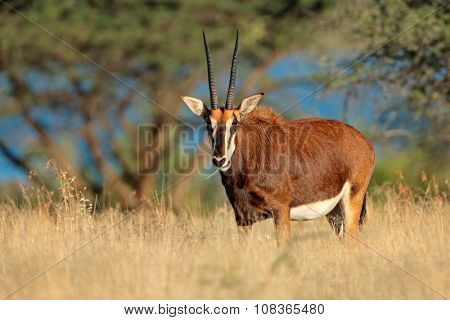 Female sable antelope (Hippotragus niger) in natural habitat, South Africa