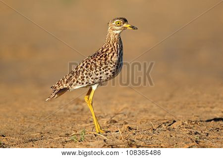 A spotted dikkop (Burhinus capensis) in natural habitat, South Africa