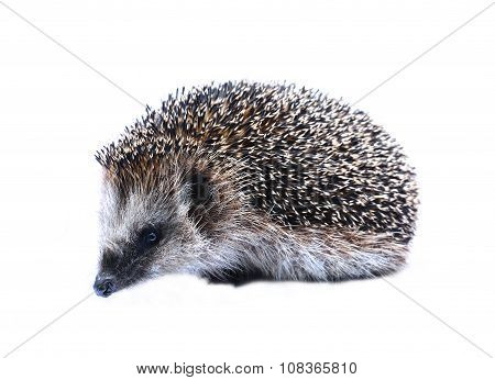 Forest Wild Hedgehog Isolated