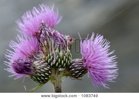 Centaurea