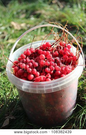 Red Ripe Schizandra In The Bucket