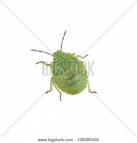 Green Shield Bug On A White Background