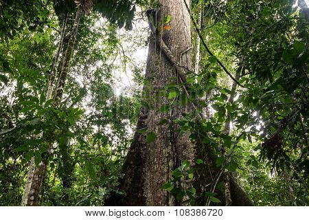 Kapok Tree, Ceiba Pentandra, Ecuador