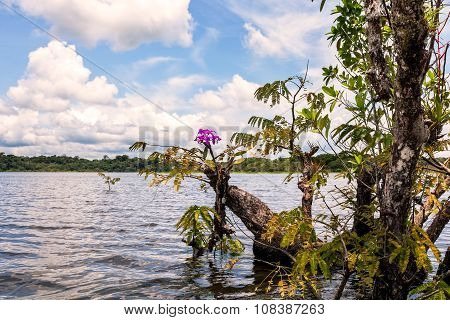 Cuyabeno Wildlife Reserve, Mangrove Trees