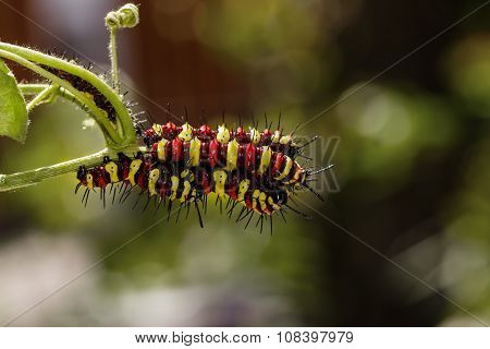 Caterpillar Of Leopard Lacewing (cethosia Cyane Euanthes) Butterfly