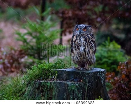 Eurasian Eagle Owl, close-up.