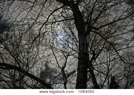 Clair de lune dans les arbres