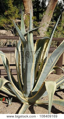 Cactus Plant