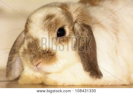 Rabbit