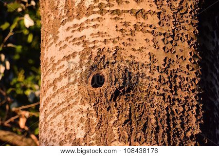 Woodpecker nest in tree
