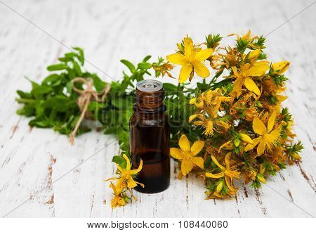 Tutsan Flowers  And Natural Oil