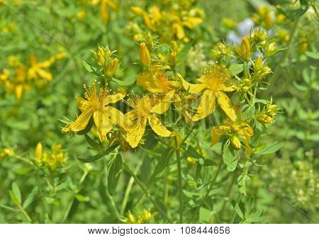 Medicinal Herb Hypericum