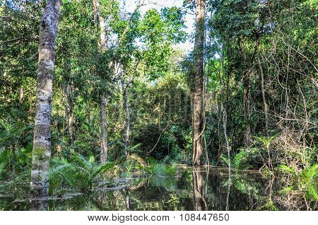 Flooded Trees In The Amazon Rainforest, Manaos, Brazil