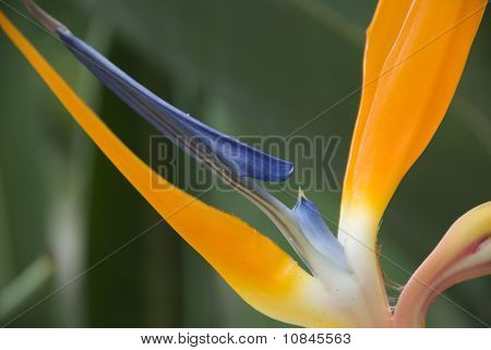 Bird of paradise blomst