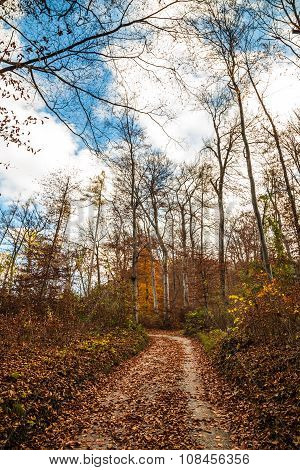 Trekking Path In The Forest