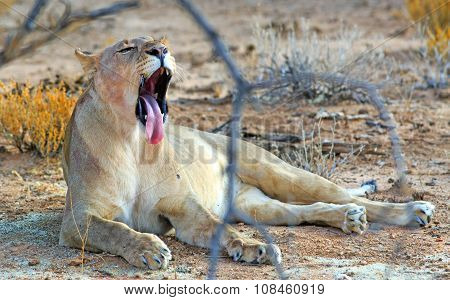 A lioness yawning framed by a hanging branch