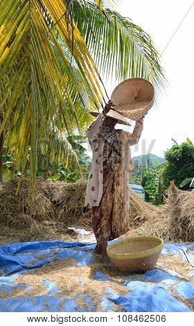 Rice Is Winnowed In Bali