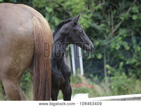 Foal Looks