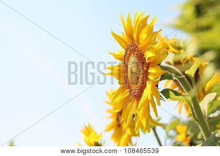 Blooming sunflower against the blue sky