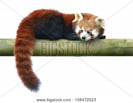 Red Panda