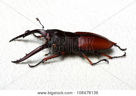 Stag beetle isolated on background