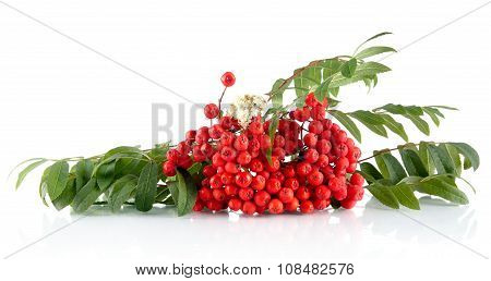Rowanberry With Leaves Isolated On White Background