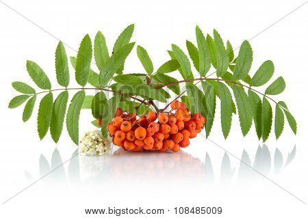 Orange Rowanberry With Flower Isolated On White Background