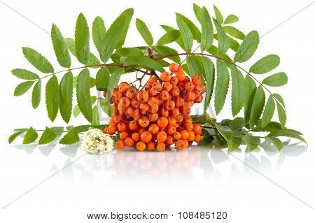 Orange Rowanberry With Flower Isolated On White Background