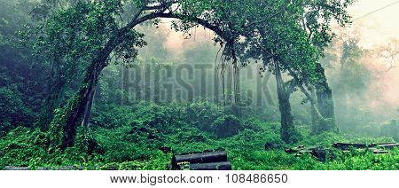 Misty woods