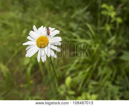 Close-up Of A Beautiful Daisy In The Wild Forest Is Sitting Brown Beetle