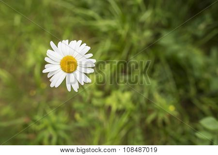 Beautiful Single Daisy In The Forest