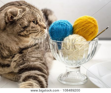 Funny Cat Look And Wants To Play With A Ball Of Wool Yarn, Which Lie Like Dessert