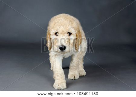 Sad Face Goldendoodle