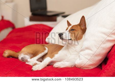 Cute basenji having rest on the luxurious cushion