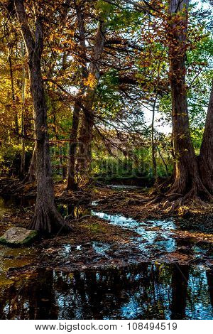 Fall Foliage On Cibolo Creek, Texas.