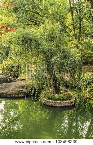 lonely tree in water