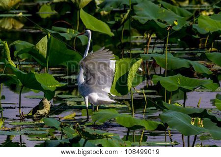 A Beautiful Great White Egret on 40 Acre Lake at Brazos Bend, Texas