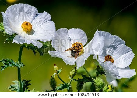 Closeup Of A Honey Bee On A White Prickly Poppy Wildflower Blossom In Texas