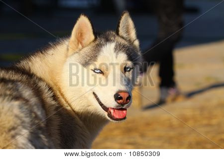 Husky gülümsüyor