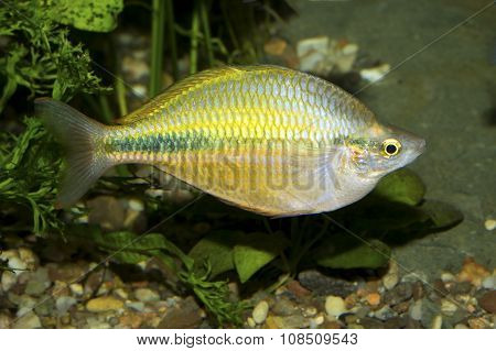 Rainbow Fish