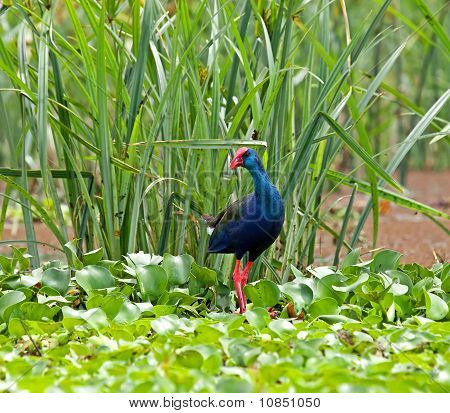 Swamphen สีม่วง